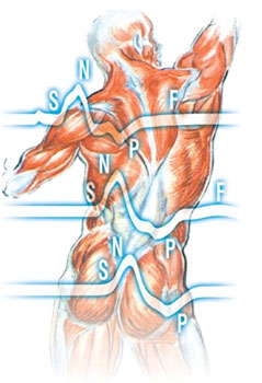 muscoli e nervi